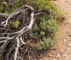 Crassula mollis
