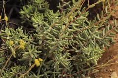 Crassula mollis
