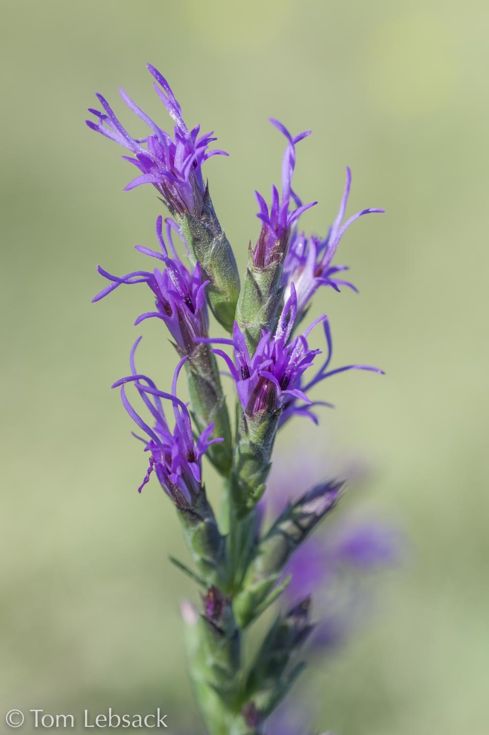 Liatris punctata var. punctata