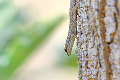 Lygodactylus tuberosus