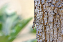 Lygodactylus tuberosus