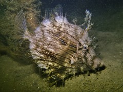 Chaetodermis penicilligerus