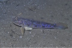 Acentrogobius pflaumii