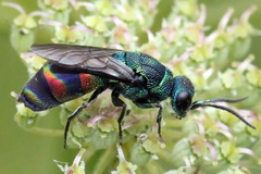 Chrysis equestris