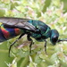 Chrysis equestris - Photo (c) Andrey Ponomarev, some rights reserved (CC BY-NC), uploaded by Andrey Ponomarev