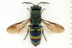 Chrysis equestris