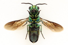 Chrysis equestris