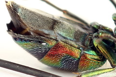 Chrysis equestris