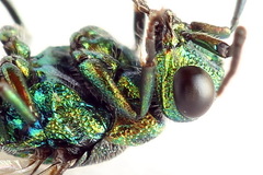 Chrysis equestris