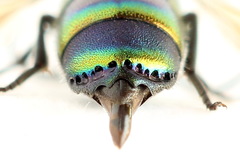 Chrysis equestris