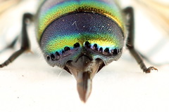 Chrysis equestris