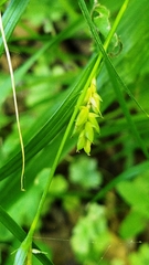 Carex blanda