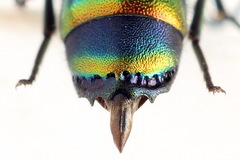 Chrysis equestris