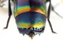 Chrysis equestris