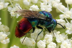 Chrysis fulgida