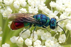 Chrysis fulgida