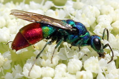 Chrysis fulgida