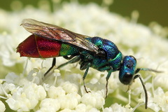Chrysis fulgida