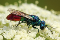 Chrysis fulgida