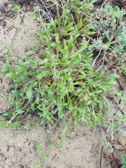 Chorizanthe cuspidata cuspidata