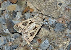 Agrotis obesa
