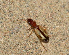 Cymindis accentifera