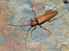 Pleonomus laticornis