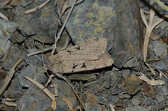 Eugnorisma kristenseni