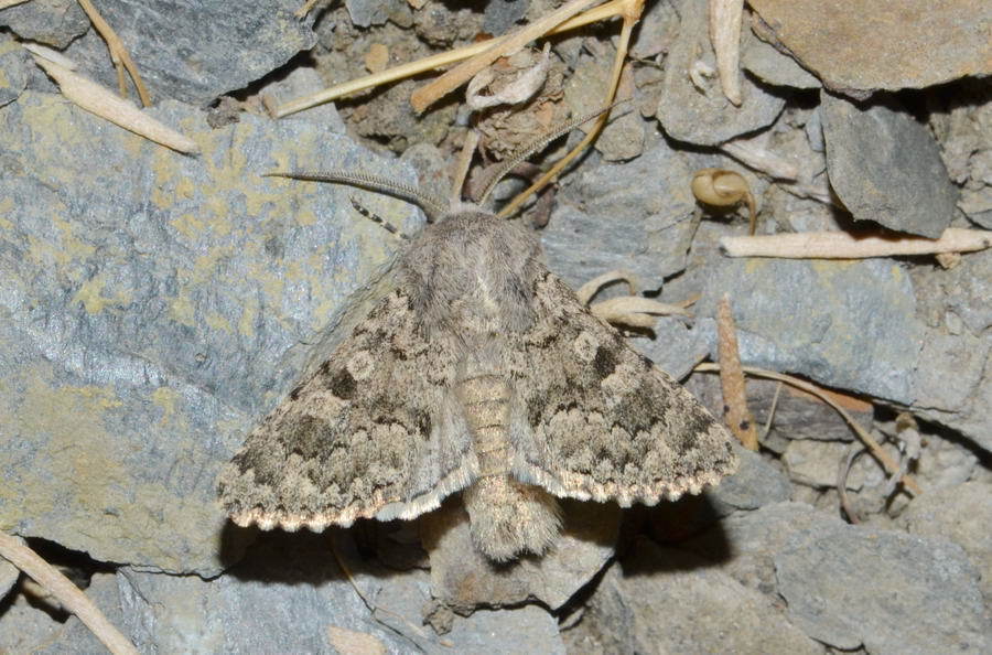 Polymixis rosinae