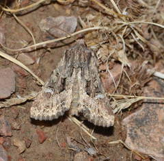 Polymixis trisignata