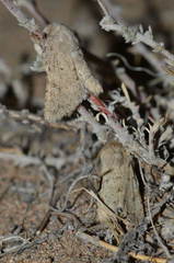 Pseudohadena evanida