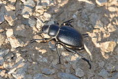 Pelorocnemis punctata