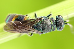 Chrysis equestris