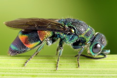 Chrysis equestris