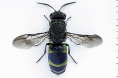 Chrysis equestris