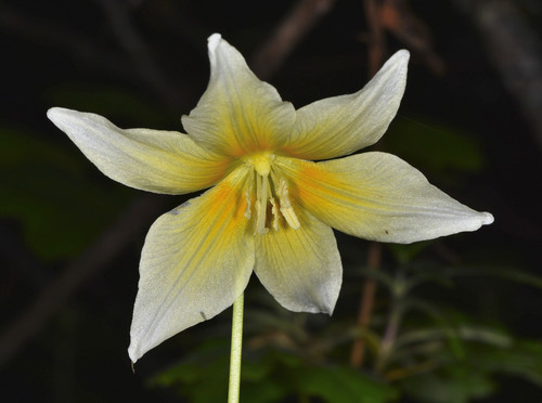 California fawnlily (Erythronium californicum)