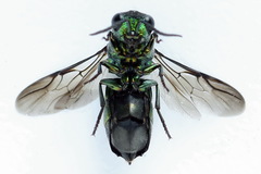 Chrysis equestris