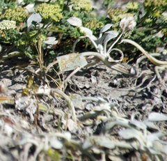 Arctotheca populifolia