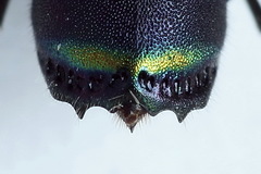 Chrysis equestris