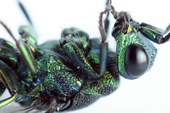 Chrysis equestris