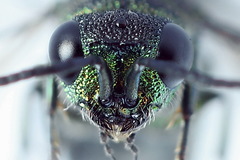 Chrysis equestris
