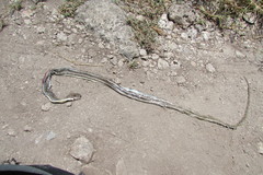 Psammophis orientalis