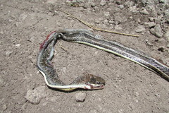 Psammophis orientalis
