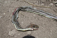 Psammophis orientalis