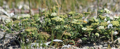Dasispermum suffruticosum