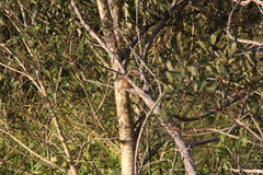 Acrocephalus australis australis