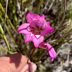 Gladiolus ornatus