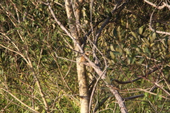 Acrocephalus australis australis