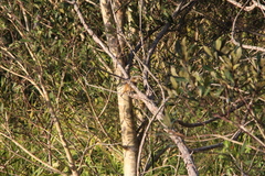 Acrocephalus australis australis