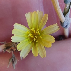 Lactuca aculeata